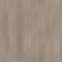 ДУБ СЕВЕРНЫЙ ШЕРВУД